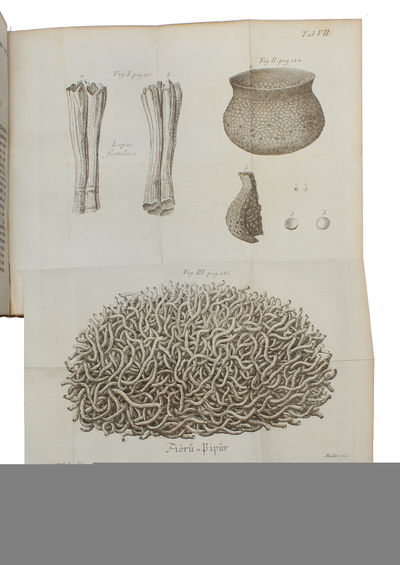 Forsøg til en Islandsk Naturhistorie, med adskillige oekonomiske samt andre Anmærkninger. (photo 4)