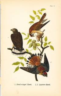 Bird print - Broad-winged Hawk and Sparrow-Hawk (3 birds) - Plate 16 - from Report on the Birds of Pennsylvania