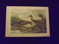 Naturgeschichte der Vogel Mitteleuropas…