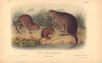 image of Musk Rat - Musquash, Old_Young, Plate XIII (from Audubon's Quadropeds)
