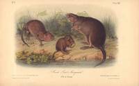 Musk Rat - Musquash, Old & Young, Plate XIII (from Audubon's Quadropeds)