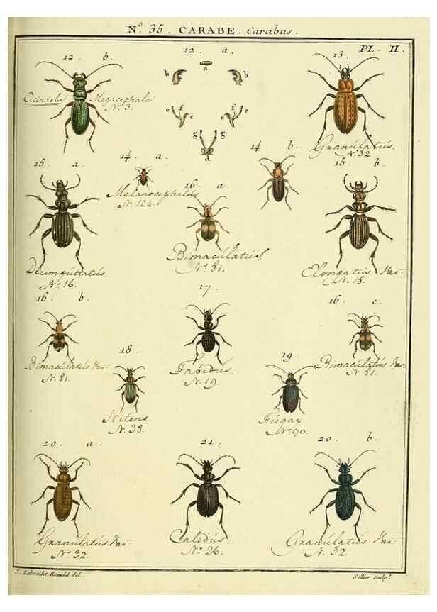 Reproducción/Reproduction 8112694287: Entomologie, ou, Histoire ...