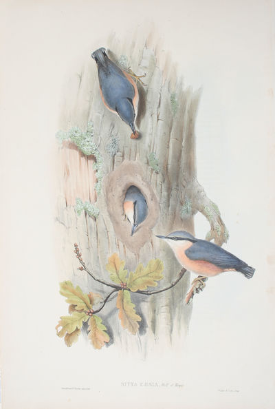 Sitta Caesia, Wolf et Meyer. Nuthatch.