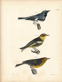 Bird print - Plate 58 from Zoology of New York, or the New-York Fauna. Part II Birds. (Warblers)