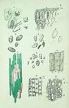 Poetry of the Vegetable World. A Popular Exposition of the Science of Botany, and its Relation to Man