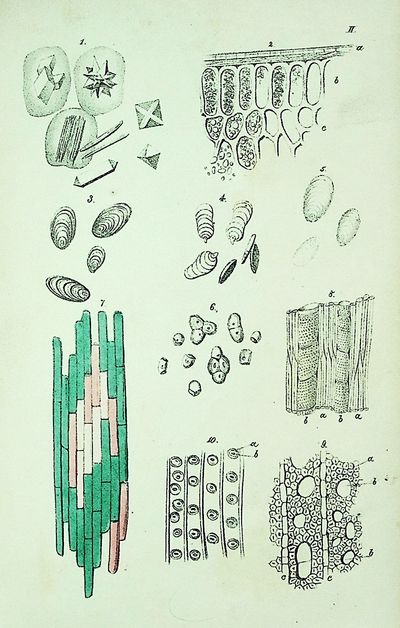 Poetry of the Vegetable World. A Popular Exposition of the Science of Botany, and its Relation to Man