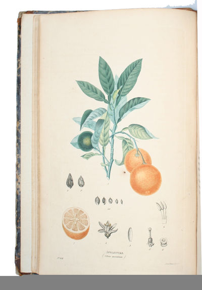 Afbildninger af Planter efter Dictionnaire des sciences naturelles. (+) Afbildninger af Dyr efter Dictionnaire des sciences naturelles. 2 Bd. (photo 2)