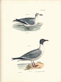 Bird print - Plate 132 from Zoology of New York, or the New-York Fauna. Part II Birds. (Gulls)