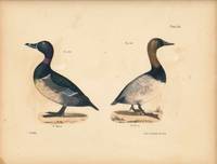 Bird print - Plate 115 from Zoology of New York, or the New-York Fauna. Part II Birds. (Ducks)