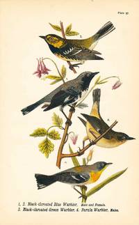Bird print - Black-throated Blue Warbler (M & F), Black-throated Green Warbler, and Parula Warbler (4 birds) - Plate 97 - from Report on the Birds of Pennsylvania