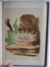 A Manual of the Sea-Anemones commonly found on the English Coast