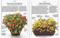 Container Gardening Through the Year (DK Living) by Nigel Marven Malcolm Hillier - Paperback - 1998 - from Bookbarn (SKU: 825608)