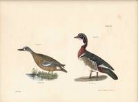 Bird print - Plate 111 from Zoology of New York, or the New-York Fauna. Part II Birds. (Ducks)