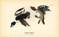 Bird print - American Golden-eye ducks (2 birds) - Plate 59 - from Report on the Birds of Pennsylvania