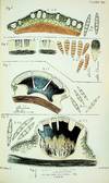 The British Species of Angiocarpous Lichens, Elucidated by Their Sporidia
