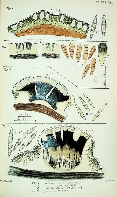 The British Species of Angiocarpous Lichens, Elucidated by Their Sporidia