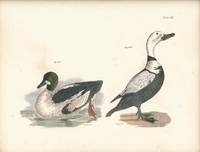 Bird print - Plate 116 from Zoology of New York, or the New-York Fauna. Part II Birds. (Ducks)