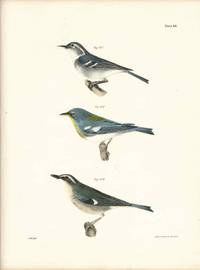 Bird print - Plate 48 from Zoology of New York, or the New-York Fauna. Part II Birds. (Warblers)