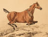 Beauties & Defects in the Figure of the Horse:, The