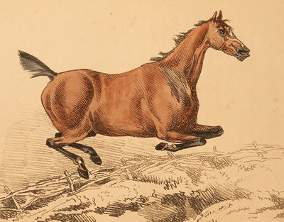 Beauties & Defects in the Figure of the Horse:, The