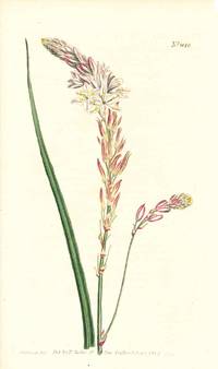 Plate No. 1040 - Anthericum Vespertinum. Afternoon - Flowering Anthericum - from Curtis's Botanical Magazine, Volume XXVI (botanical print)