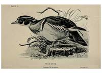 Reproducción/Reproduction 7180133721: Birdcraft :. New York :Macmillan Co.,c1897.