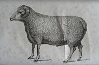 Facts and Observations Relative to Sheep, Wool, Ploughs, and Oxen: in which the importance of improving the short-wooled breeds of sheep, by a mixture of the merino blood, is demonstrated from actual practice: by Somerville, John, Lord - 1809