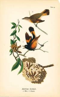 Bird print - American Redstart (2 birds) - Plate 43 - from Report on the Birds of Pennsylvania