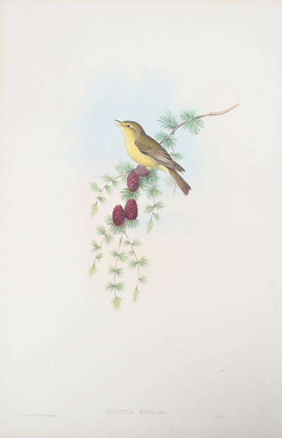 Ficedula Hypolais. Melodious Warbler.