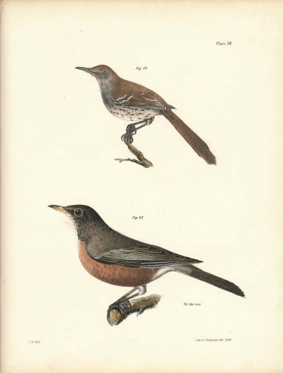 Albany: Carroll and Cook, 1844. Very Good. Hand colored lithograph of two birds - American Robin and...