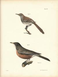 Bird print - Plate 38 from Zoology of New York, or the New-York Fauna. Part II Birds. (Robin and Brown Thrush)