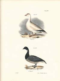 Bird print - Plate 107 from Zoology of New York, or the New-York Fauna. Part II Birds. (Geese)
