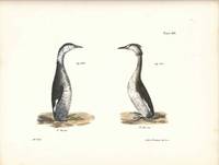Bird print - Plate 140 from Zoology of New York, or the New-York Fauna. Part II Birds. (Grebes)