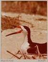 View Image 7 of 8 for 47 Photographs of Mid-Atlantic Woodland and Shorebirds Inventory #376137