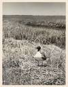 View Image 8 of 8 for 47 Photographs of Mid-Atlantic Woodland and Shorebirds Inventory #376137