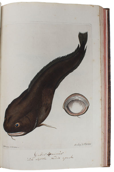 Zoologia Danica seu Animalium Daniae et Norvegiae…