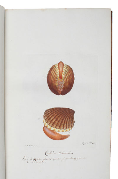 Zoologia Danica seu Animalium Daniae et Norvegiae rariorum ac minus notorum Descriptiones et Historia. Volumen I-IV. (Auctore O.F. Müller. - Vol. III: P.C. Abildgaard - IV: P.C. Abildgaard, M. Vahl, J.S. Holten, J. Rathke). - [THE ZOOLOGICAL COUNTERPART TO FLORA DANICA] (photo 4)