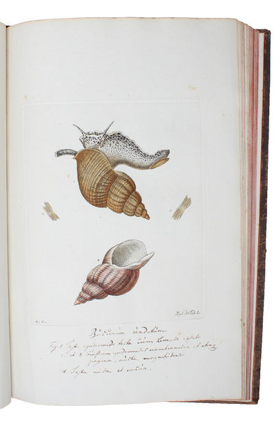 Zoologia Danica seu Animalium Daniae et Norvegiae rariorum ac minus notorum Descriptiones et Historia. Volumen I-IV. (Auctore O.F. Müller. - Vol. III: P.C. Abildgaard - IV: P.C. Abildgaard, M. Vahl, J.S. Holten, J. Rathke). - [THE ZOOLOGICAL COUNTERPART TO FLORA DANICA] (photo 5)