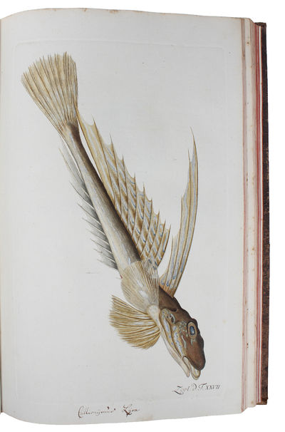 Zoologia Danica seu Animalium Daniae et Norvegiae rariorum ac minus notorum Descriptiones et Historia. Volumen I-IV. (Auctore O.F. Müller. - Vol. III: P.C. Abildgaard - IV: P.C. Abildgaard, M. Vahl, J.S. Holten, J. Rathke). - [THE ZOOLOGICAL COUNTERPART TO FLORA DANICA] (photo 6)