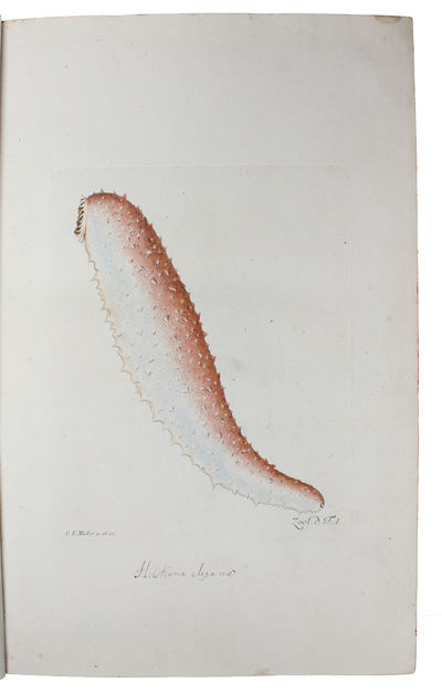 Zoologia Danica seu Animalium Daniae et Norvegiae rariorum ac minus notorum Descriptiones et Historia. Volumen I-IV. (Auctore O.F. Müller. - Vol. III: P.C. Abildgaard - IV: P.C. Abildgaard, M. Vahl, J.S. Holten, J. Rathke). - [THE ZOOLOGICAL COUNTERPART TO FLORA DANICA] (photo 7)