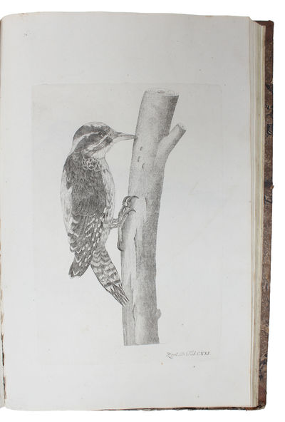 Zoologia Danica seu Animalium Daniae et Norvegiae rariorum ac minus notorum Descriptiones et Historia. Volumen I-IV. (Auctore O.F. Müller. - Vol. III: P.C. Abildgaard - IV: P.C. Abildgaard, M. Vahl, J.S. Holten, J. Rathke). - [THE ZOOLOGICAL COUNTERPART TO FLORA DANICA] (photo 8)