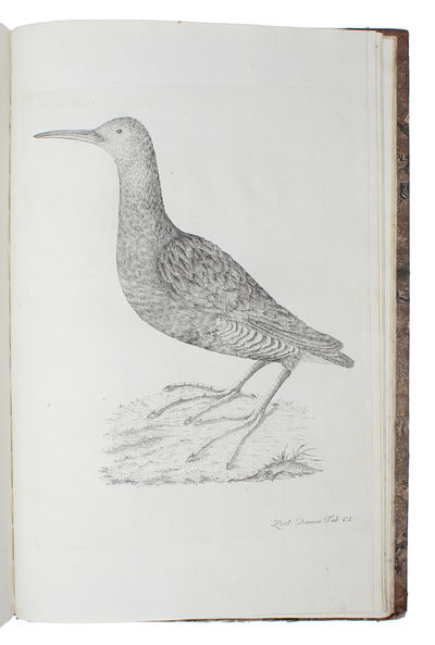 Zoologia Danica seu Animalium Daniae et Norvegiae rariorum ac minus notorum Descriptiones et Historia. Volumen I-IV. (Auctore O.F. Müller. - Vol. III: P.C. Abildgaard - IV: P.C. Abildgaard, M. Vahl, J.S. Holten, J. Rathke). - [THE ZOOLOGICAL COUNTERPART TO FLORA DANICA] (photo 10)