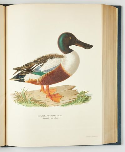 Svenska fåglar. Efter naturen och på sten ritade af M. W. och F. Von Wright. Med text af Professor Einar Lönneberg. Handkolorerad upplaga. 3 volumes. One of 60 copies. (photo 3)