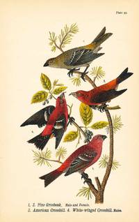 Bird print - Pine Grosbeak (M & F), American Crossbill, White-winged Crossbill (4 birds) - Plate 93 - from Report on the Birds of Pennsylvania