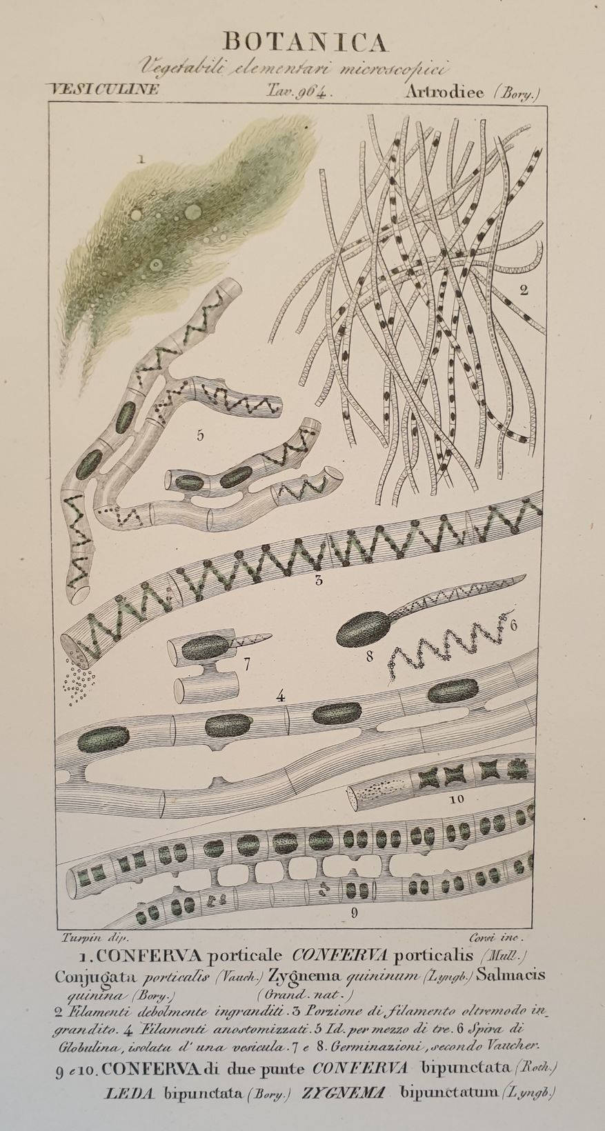 BOTANICA Conferva porticale Conferva porticalisConjugata porticularis ...