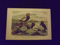 Naturgeschichte der Vogel Mitteleuropas…