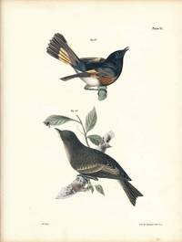 Bird print - Plate 31 from Zoology of New York, or the New-York Fauna. Part II Birds. (Redstart and Pewee)