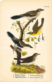 Bird print - Northern Shrike, Yellow-breasted Chat, Loggerhead Shrike, and Gray-cheeked Thrush (4 birds) - Plate 96 - from Report on the Birds of Pennsylvania