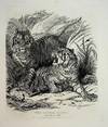 FOLIO ENGRAVED PLATES. Characteristic Sketches of Animals, Pricipally in the Zoological Gardens, Regent's Park, Drawn from the Life and Engraved by Thomas Landseer: with descriptive and illustrative notices by John Henry Barrow, Esqre., Dedicated by Permission to the Zoological Society