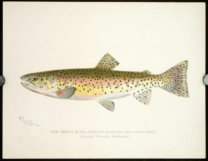 Game Birds and Fishes of North America. (Plates originally published in